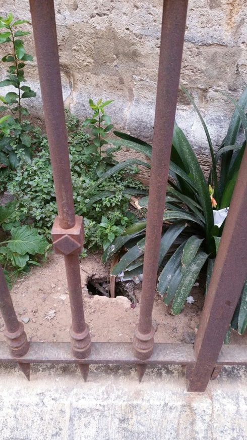 Madriguera de ratas en un jardín junto a la Catedral. 