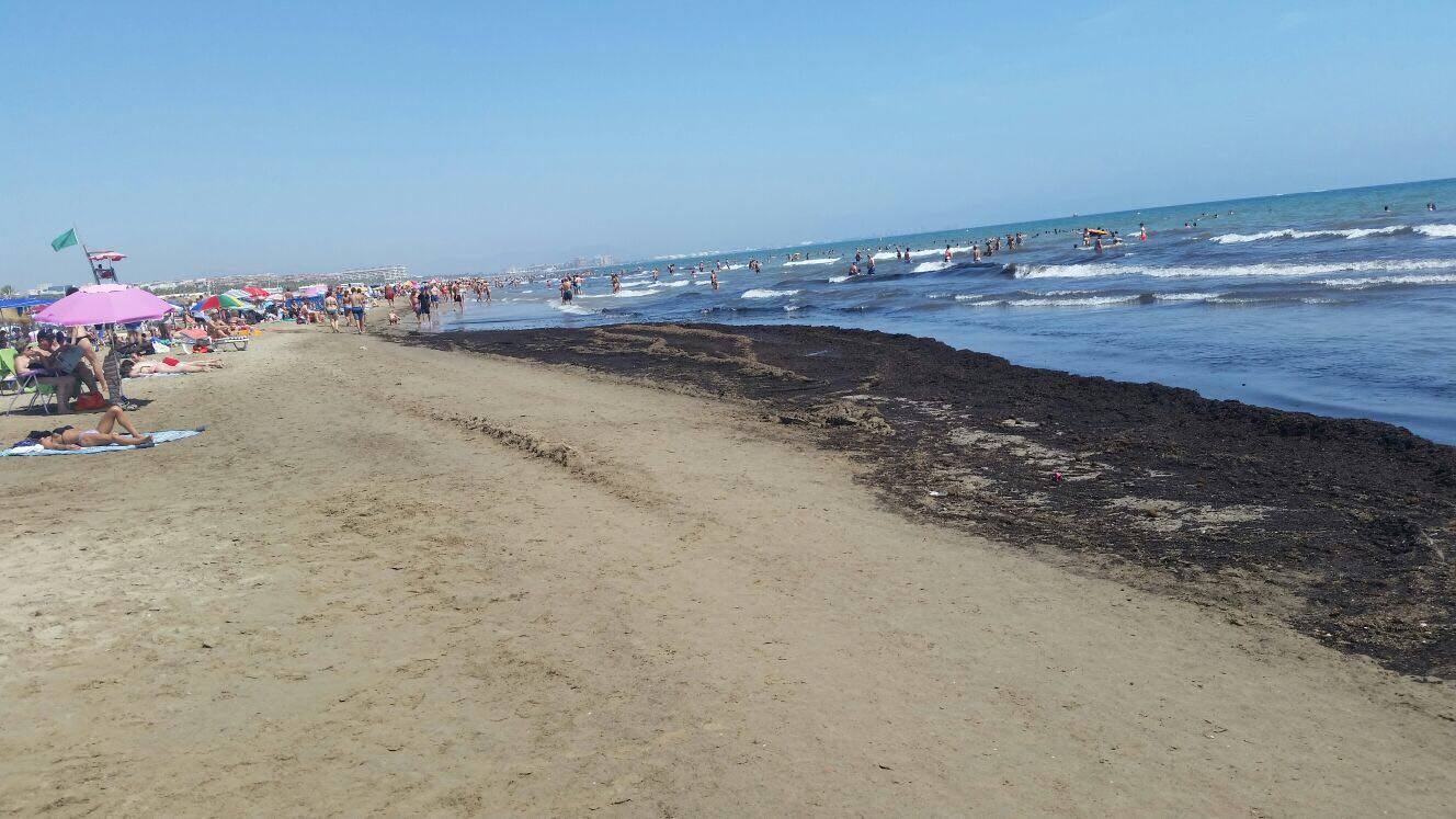 Críticas por los montones de algas en playas de Valencia