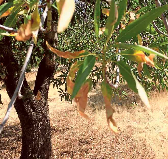 Falsos remedios contra la Xylella