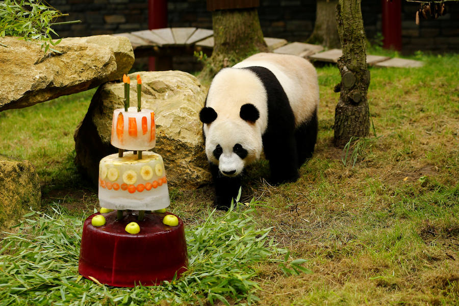 El oso panda Xing Ya celebra su cuarto cumpleaños con una tarta de hielo y frutas en el zoo de Rhenen (Holanda).