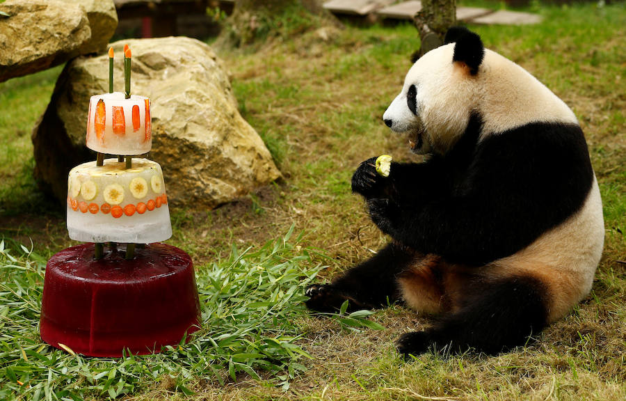 El oso panda Xing Ya celebra su cuarto cumpleaños con una tarta de hielo y frutas en el zoo de Rhenen (Holanda).