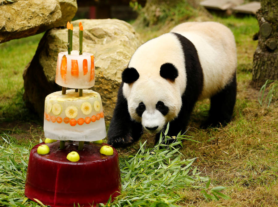 El oso panda Xing Ya celebra su cuarto cumpleaños con una tarta de hielo y frutas en el zoo de Rhenen (Holanda).