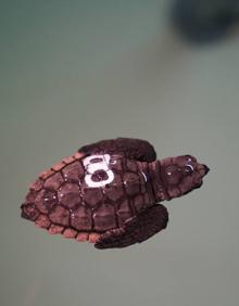 Imagen secundaria 2 - Las tortugas que nacieron en Sueca vuelven al mar en septiembre