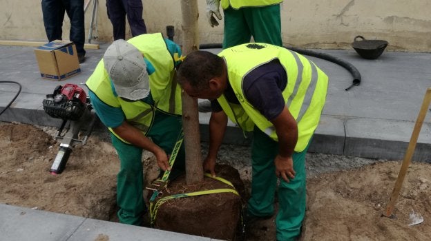 Plantación de un árbol en la primera fase, con las correas para sujetar el tronco. 