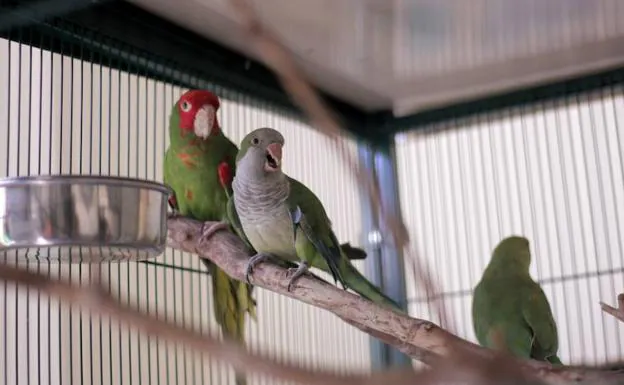 Avifauna atiende a multitud de especies exóticas en la ciudad.