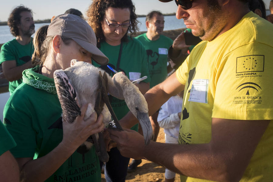 Fotos de flamencos en las Marismas del Odiel