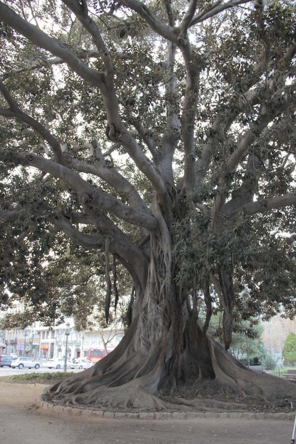 Jardín de la Glorieta.