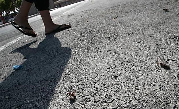 Una plaga de cucarachas y avispas invade la playa de Tavernes de la Valldigna