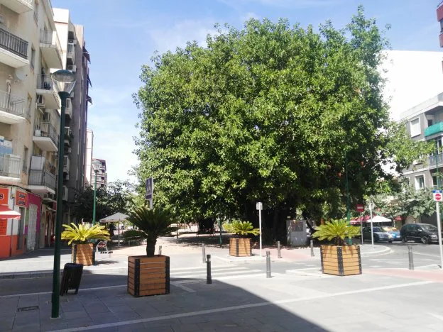 Un árbol monumental, situado en la plaza Jardinet, del distrito de Corea de Gandia. 