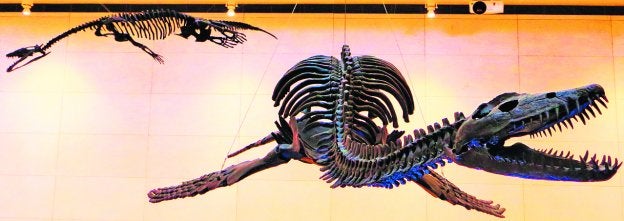 ¿De dónde vienen los dragones?