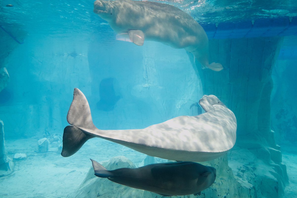 Fotos de la familia de belugas del Oceanogràfic de Valencia