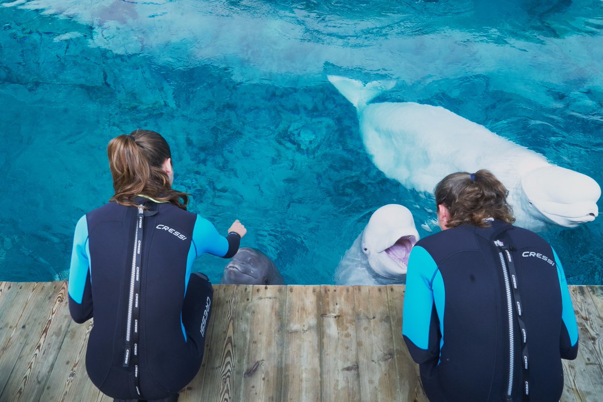 Fotos de la familia de belugas del Oceanogràfic de Valencia