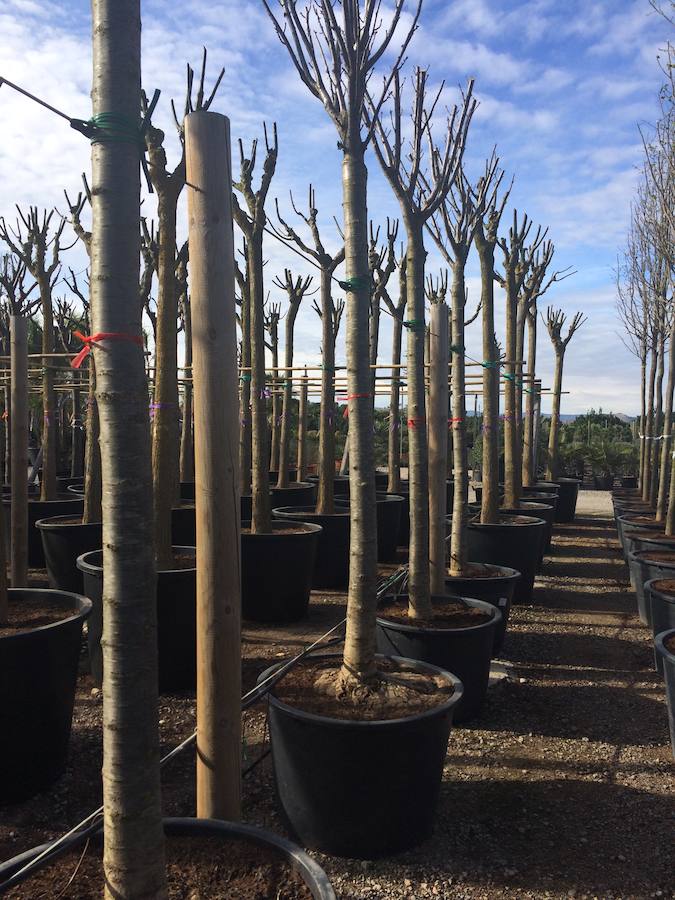 Mil árboles y 85.000 arbustos se plantarán en otoño en el Parque Central de Valencia tras aclimatarse en varios viveros