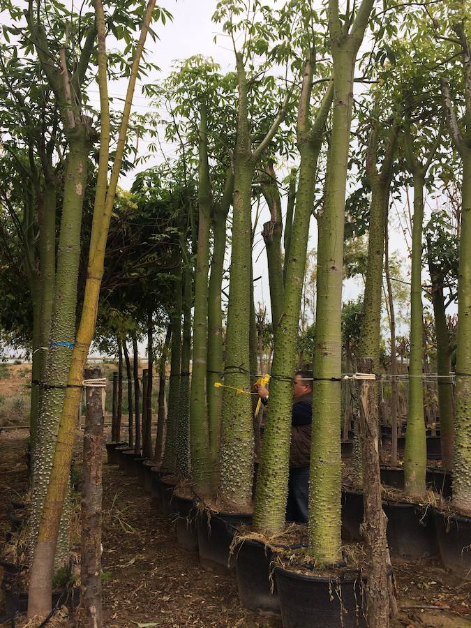 Mil árboles y 85.000 arbustos se plantarán en otoño en el Parque Central de Valencia tras aclimatarse en varios viveros