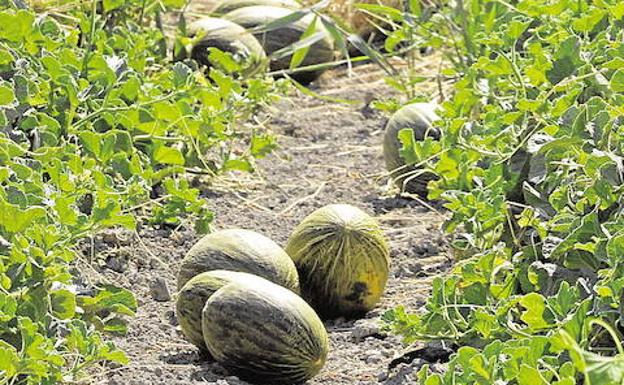 Un campo de melones, en una foto de archivo.