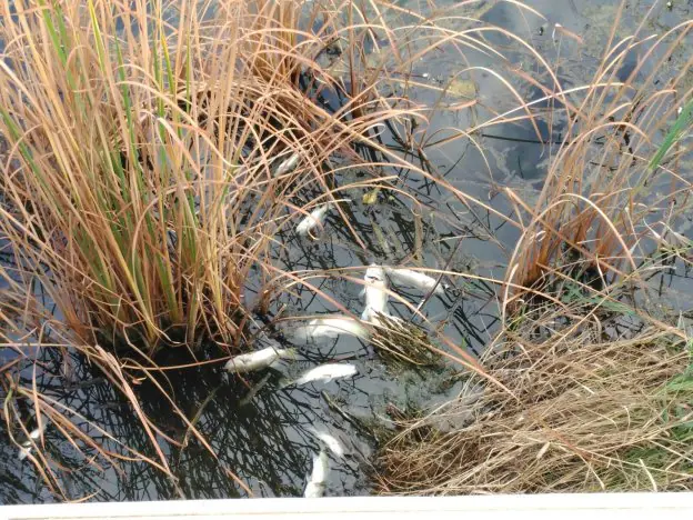 En el río Vaca murieron lubinas, percas y lisas al estar el agua contaminada. 