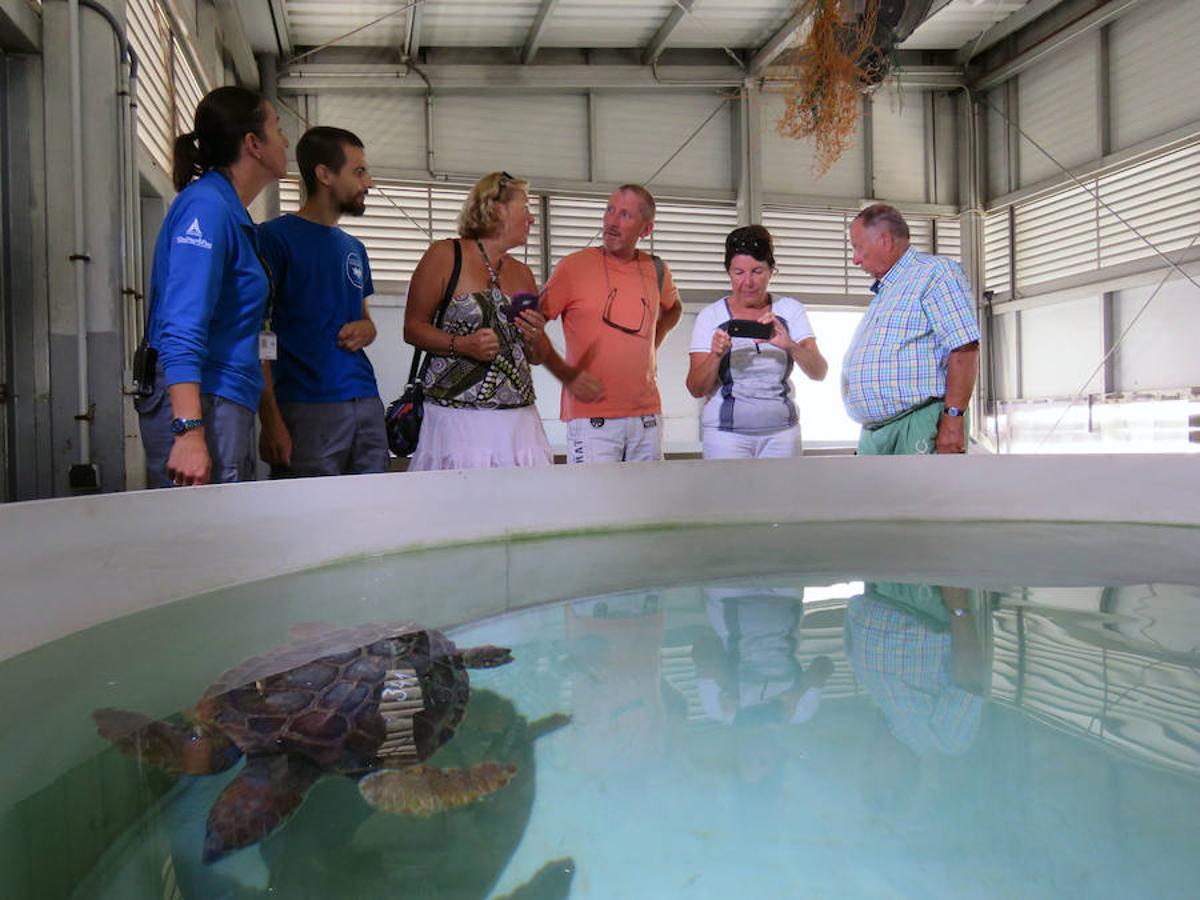 Fotos del reencuentro de la tortuga con los frnaceses que la rescataron