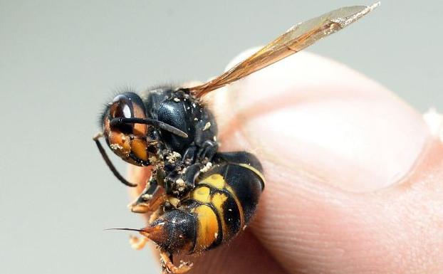 Fallece por picaduras de avispa mientras limpiaba una acequia de Burriana