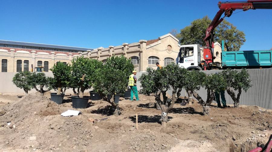 Fotos de la plantación de árboles de la zona Huerta-Jardín en el Parque Central de Valencia