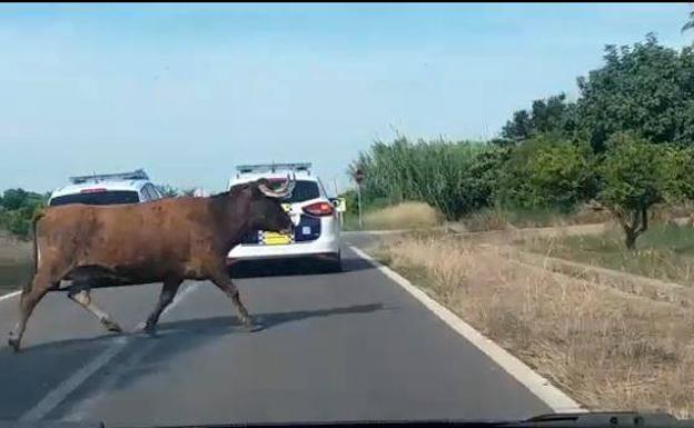 Extracto del vídeo de la primera vaca escapada encontrada. 