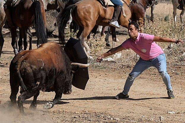 Un hombre tienta a 'Príncipe', protagonista del Toro de la Vega de este año, ayer, en Tordesillas. 