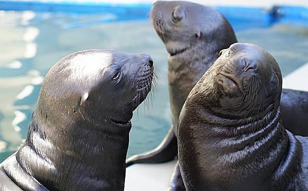Nacen tres leones marinos en l'Oceanogràfic de Valencia