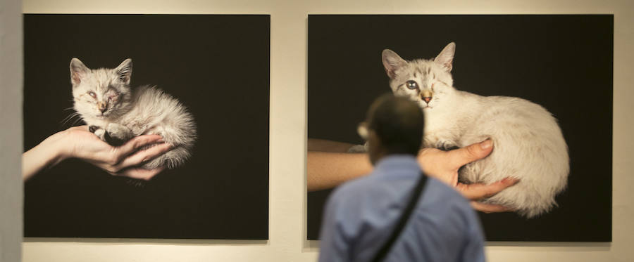 Fotos de la exposición Valencia Capital Animal