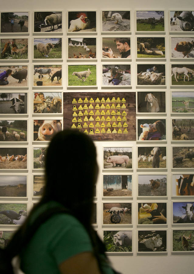 Fotos de la exposición Valencia Capital Animal