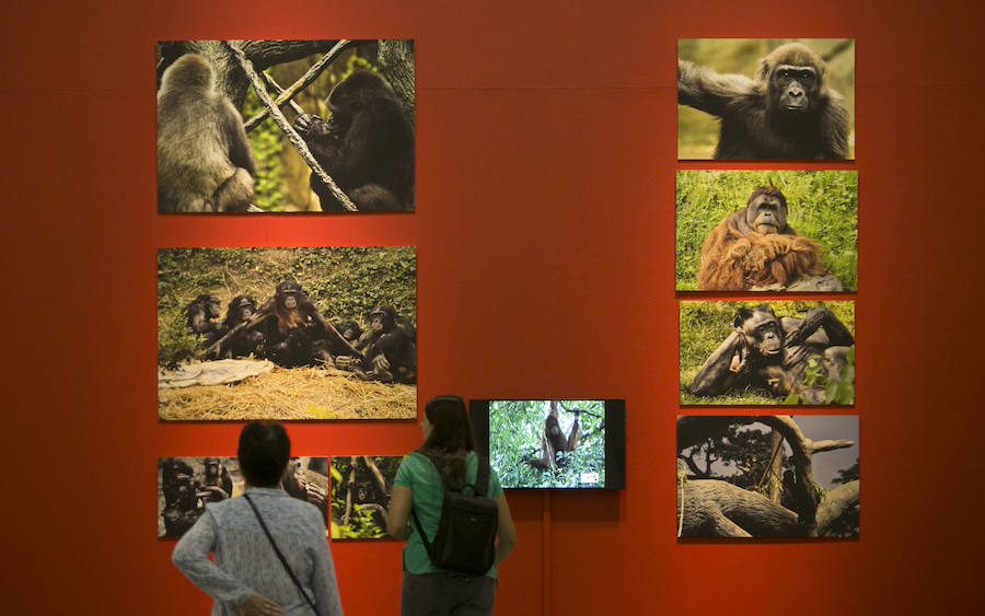 Fotos de la exposición Valencia Capital Animal