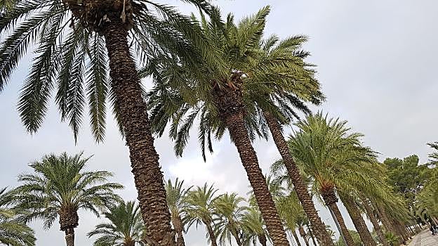 Palmeras en Alzira. 