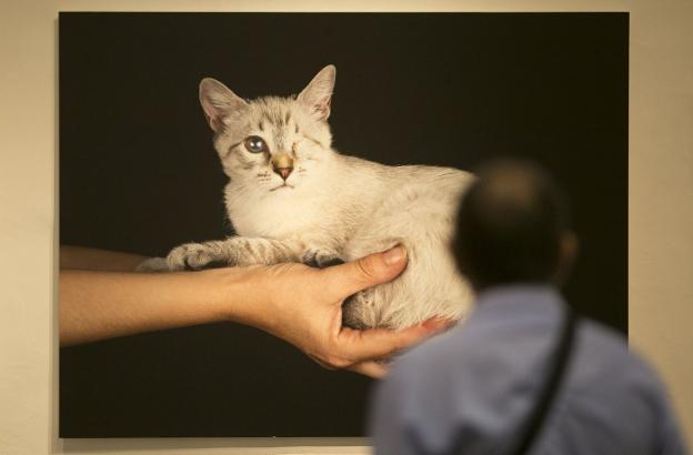 Una de las imágenes de la exposición 'Valencia Capital Animal'. 