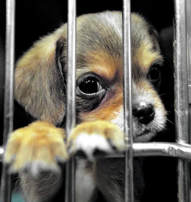 Fabricantes de perros