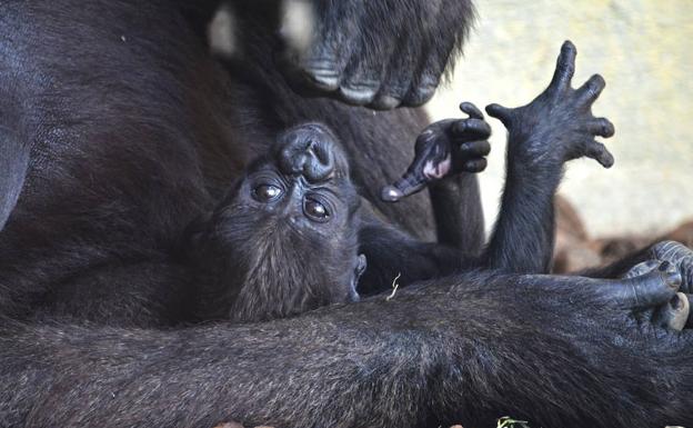 El tercer bebé gorila valenciano nacido en Bioparc se llama Mbeli