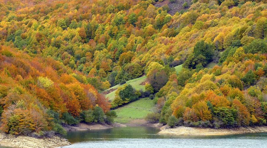 Bosque del Quinto Real (Navarra)