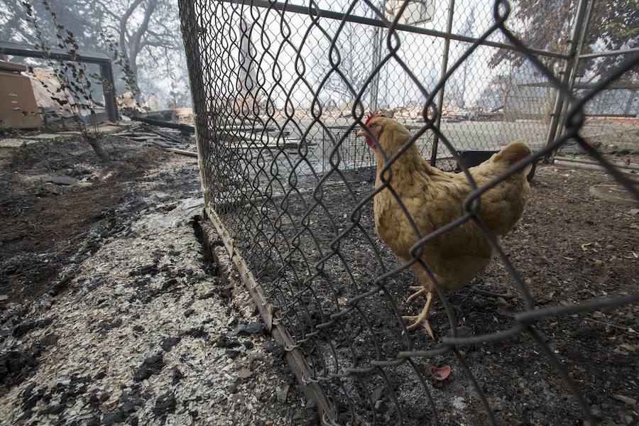 Fotos de la devastación ocurrida en California tras los diferentes incendios que han provocado una pérdida de 46.500 hectáreas.