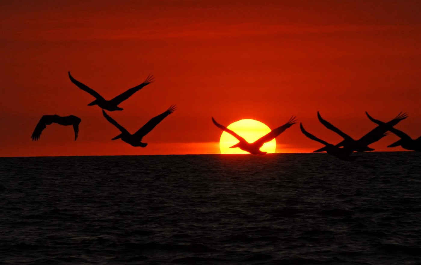 El cambio climático enloquece a las aves