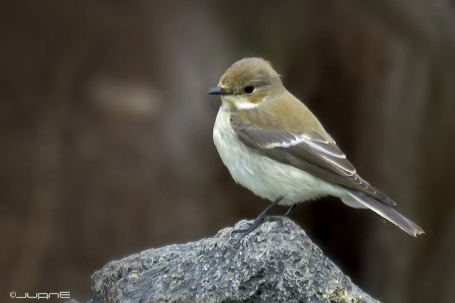 Papamoscas cerrojillo. Es un pájaro pequeño (12 o 14 centímetros) que la naturaleza había sincronizado su nacimiento con el de las larvas de zonas forestales como los robledales. Con el calentamiento, las larvas nacen antes que las crías.