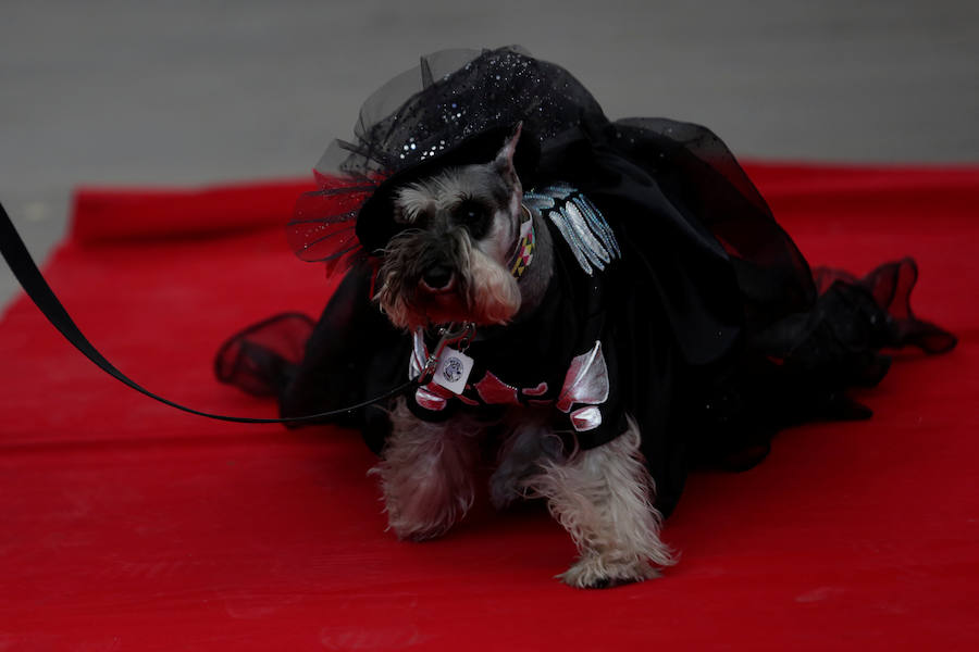 Perro disfrazado en la cabalgata canina del Día de Muertos de México