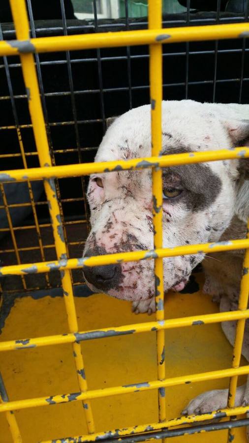 Maltrato animal a siete perros en un recinto vallado de Alfarp