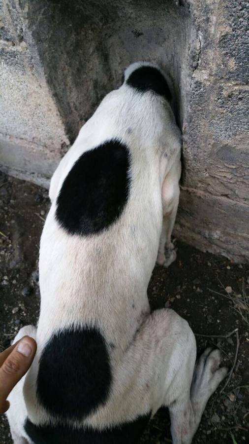 Maltrato animal a siete perros en un recinto vallado de Alfarp