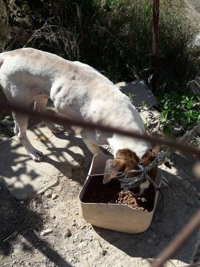 Maltrato animal a siete perros en un recinto vallado de Alfarp