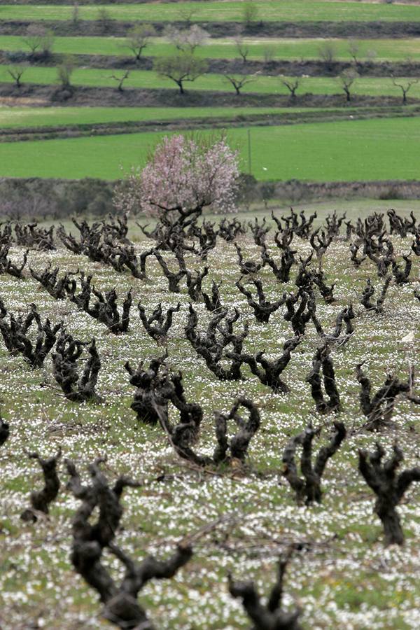 El sobrenombre de 'Toscana valenciana' no gusta a algunos. Quizá porque la zona, las tierras 'dels Alforins' tiene suficiente personalidad y no necesita una marca de este tipo. Hay una decena larga de bodegas en Moixent, la Font de la Figuera y Fontanars dels Alforins. Alguna te narra cómo los íberos ya hacían vino, mucho antes de la de llegada de los romanos, y lo criaban en grandes tinajas de barro enterradas en el suelo.