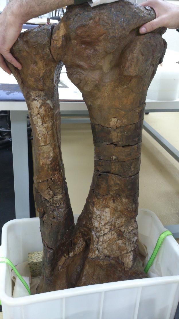 700 huesos de dinosaurio sin cuidador