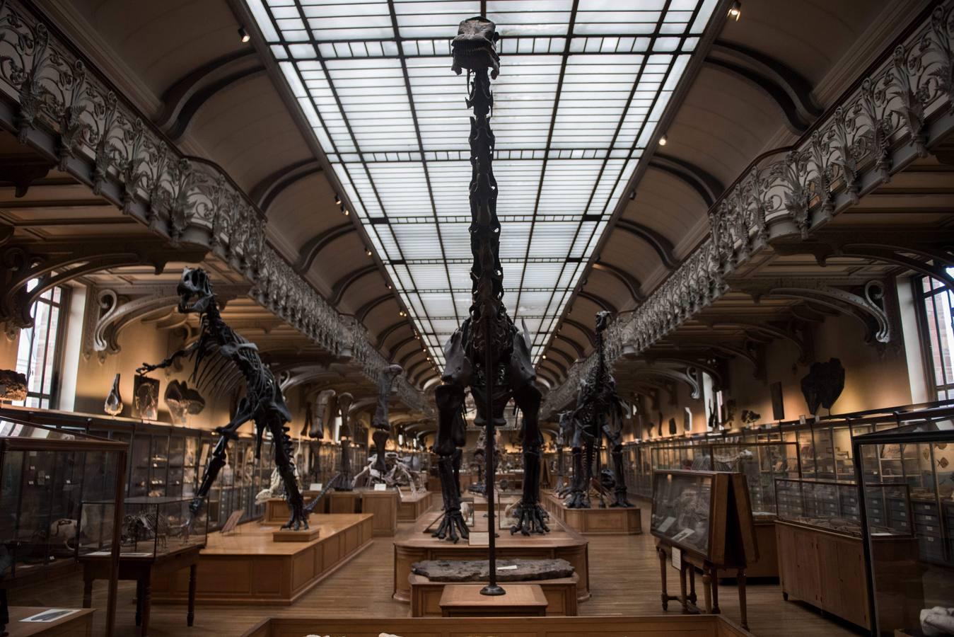 Esqueletos de dinosaurio en la galería de paleontología del museo francés de Historia Natural. El museo necesia fondos para su renovación.