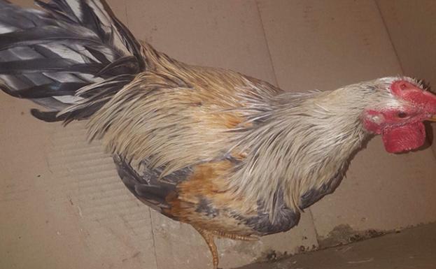 Uno de los gallos encontrados en el corral de la calle Progreso.