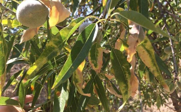 Árbol afectado por la Xylella