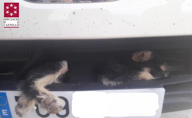 El animal, atrapado en el parachoques del vehículo.