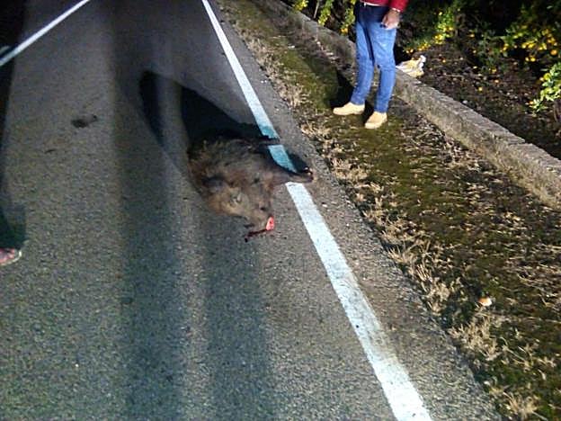 Un ejemplar de jabalí muerto tras un accidente de coche en el término municipal de Pego. 