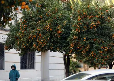 Imagen secundaria 1 - Naranjos a rebosar de fruta sin recoger