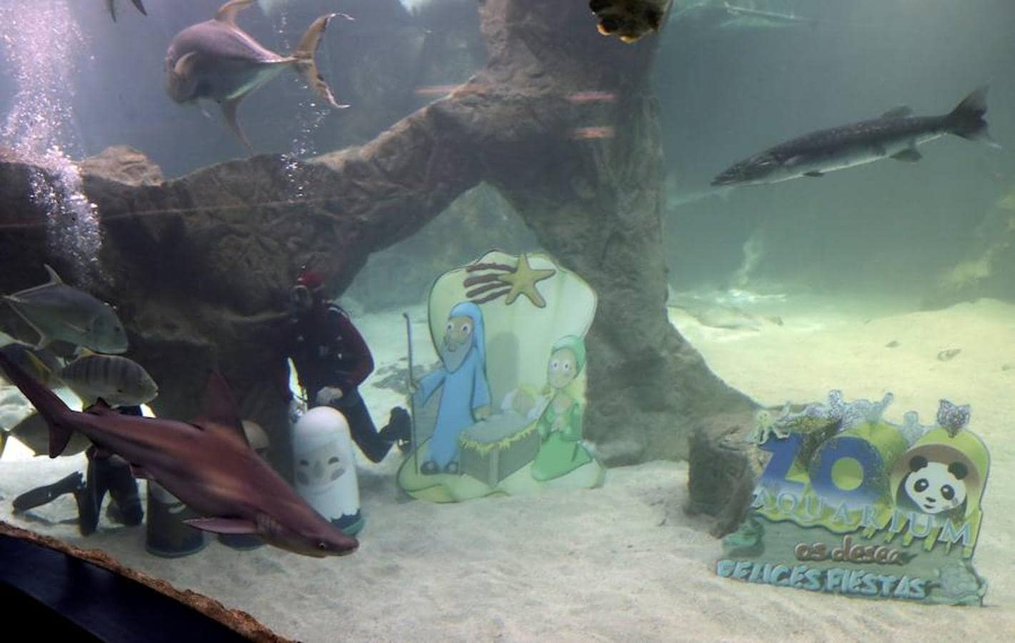 Colocación del belén submarino en el Zoo Aquarium de Madrid.